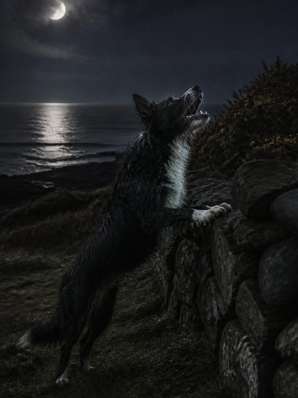 Gyp, der struppige schwarzweiße Schäferhund, die Vorderpfoten auf einer Feldsteinmauer, knurrt bei Mondlicht über dem Meer in die Nacht