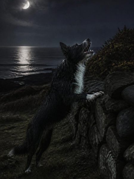 Gyp, der struppige schwarzweiße Schäferhund, die Vorderpfoten auf einer Feldsteinmauer, knurrt bei Mondlicht über dem Meer in die Nacht